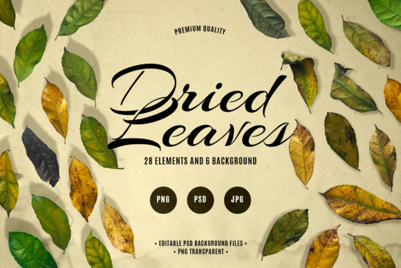 Dried Leaves: The Ultimate Design Resource for Organic Aesthetics