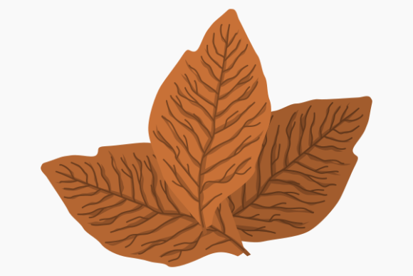 Isolated Dried Tobacco Leaves: A Versatile Design Asset for Creators