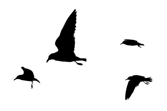 Silhouette of Seagulls in Flight