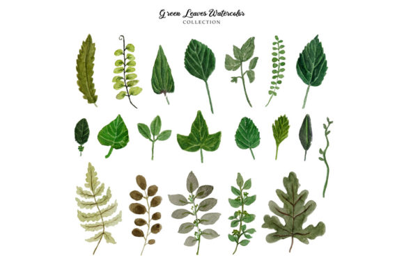 The Artistic Edge: Integrating the Hand Drawn Leaf Watercolor Collection into Professional Workflows