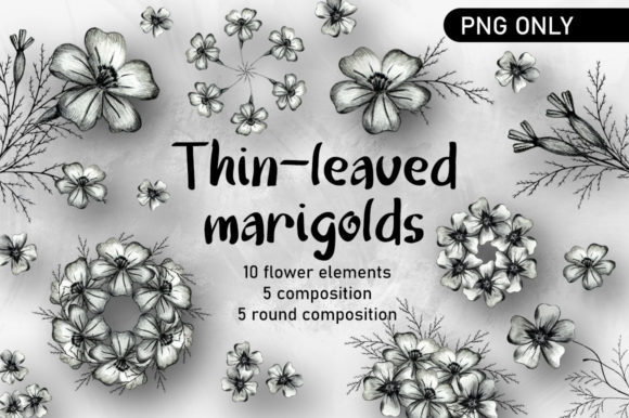 Thin-leaved Marigold Flower Clipart PNG for Design